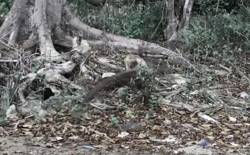 Komodo ejderinin keçi avı kamerada! Dehşete düşüren görüntü - Resim: 18