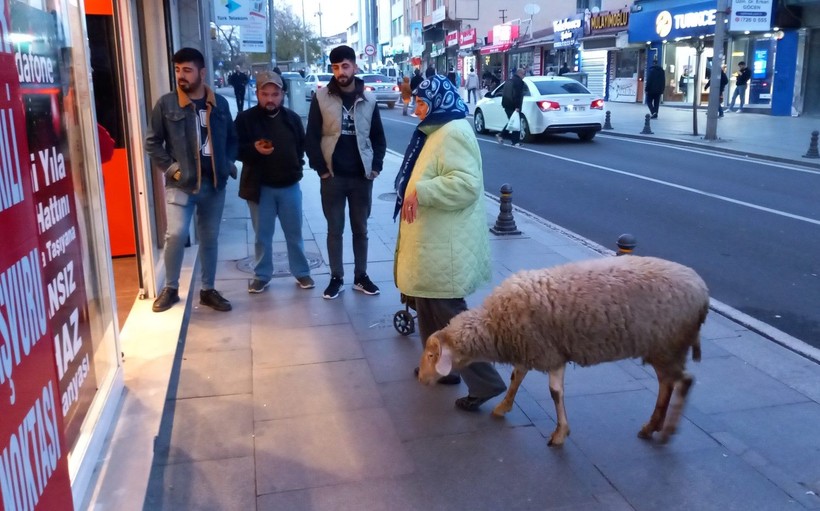 Tekirday'da Havva teyze koyunu Kadriye'ye kızı gibi bakıyor - Resim: 4