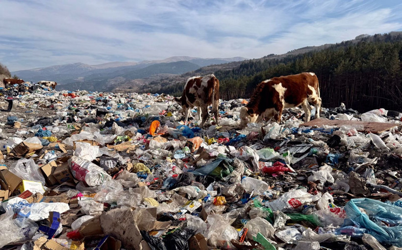 Ardahan'da tedirgin eden görüntü! Büyükbaş hayvanlar çöplükten beslenirken görüldü - Resim: 2
