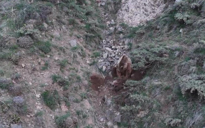 Katil boz ayı kamerada! Leşlerini böyle gömdü🐻 - Resim: 14