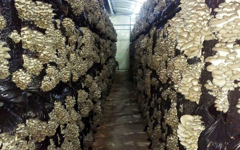 5 çadırla başladı 600 metrekareye çıkardı! Ispartalı genç girişimci Mehmet Akif Akıncı'nın yıllık kazancı 1 milyonu aştı - Resim: 12