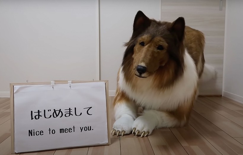Köpek olmak için binlerce dolar harcadı! Bakın şimdi ne yapıyor... - Resim: 4