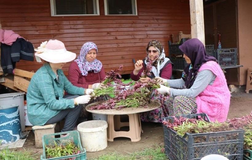 Topraktan çıkan altında hasat başladı! Kilosu 2 bin lirayı buluyor! Üretici sayısı 7'den 150'ye çıktı - Resim: 6