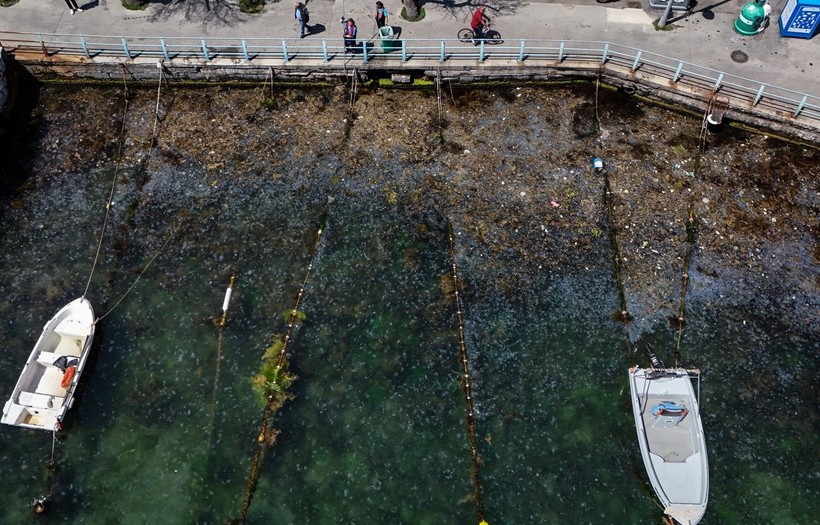 İstanbul'da müsilaj alarmı! Kınalıada açıkları beyaza büründü - Resim: 6