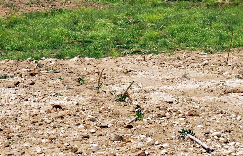 Antalya'da vicdansızlık! Büyüsün diye yıllarca beklenen zeytin fidanlarını traktörle ezdiler - Resim: 2