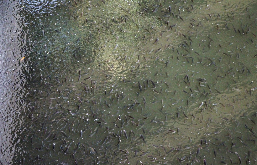 Seyhan Nehri'nde balık ölümleri - Resim: 2