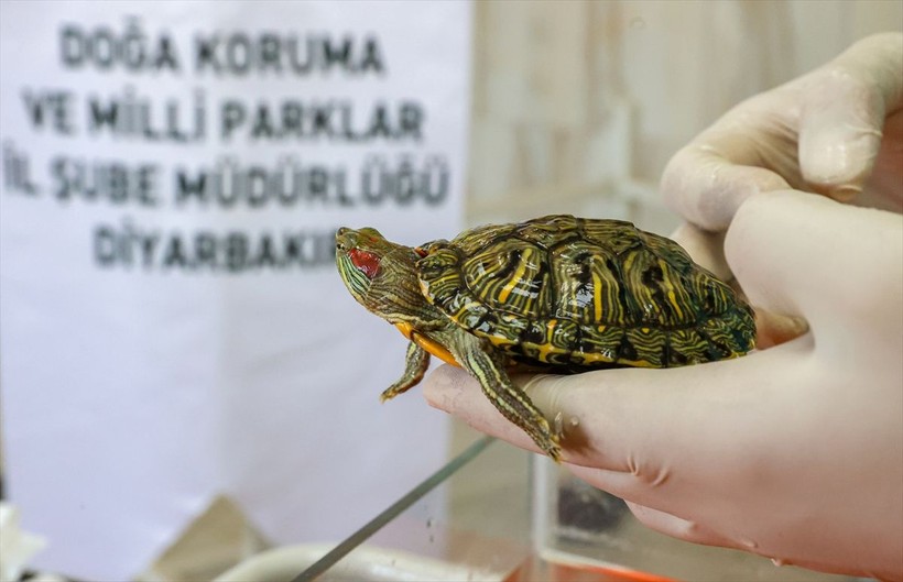 "İstilacı kaplumbağa" bırakıldığı sularda endemik türlerin varlığını tehdit ediyor - Resim: 7