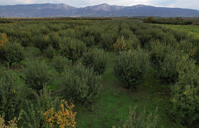 Ayvayı don vurdu! Tezgahtaki fiyatı 150 lirayı gördü - Resim: 8
