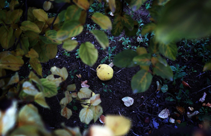 Ayvayı don vurdu! Tezgahtaki fiyatı 150 lirayı gördü - Resim: 2