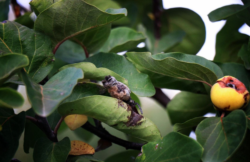 Ayvayı don vurdu! Tezgahtaki fiyatı 150 lirayı gördü - Resim: 3