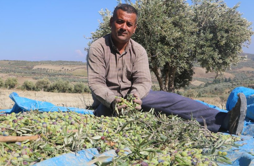 Hatay'da meydana gelen depremlerin ortadan ikiye ayırdığı zeytin bahçesinde 'tedirgin' hasat başladı - Resim : 5