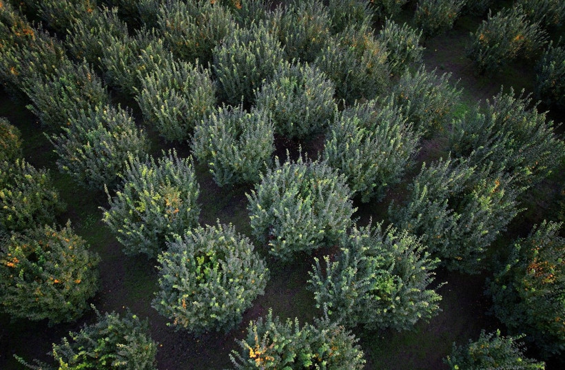 Ayvayı don vurdu! Tezgahtaki fiyatı 150 lirayı gördü - Resim: 5