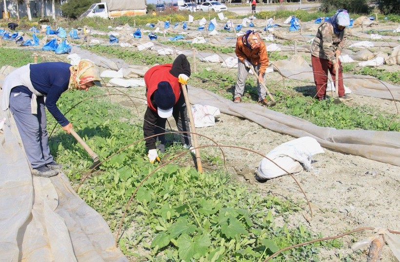 Deprem bölgesi Hatay'da çiftçiler, üretime geçmeye başladı - Resim: 7