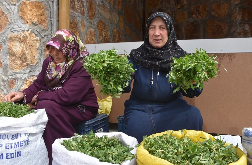 Madımak tezgahlardaki yerini aldı! Fiyatı dudak uçuklattı - Resim: 8