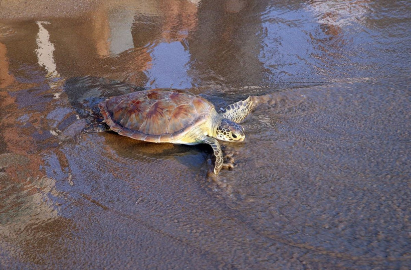 Uydu cihazıyla izlenen caretta caretta "Tuba" ikinci dünya turuna salındı - Resim: 4