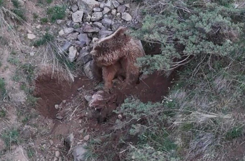 Katil boz ayı kamerada! Leşlerini böyle gömdü🐻 - Resim: 15