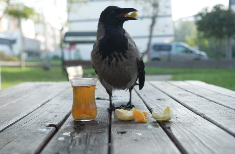 Bu karga çay içip Rize helvası yiyor: Organik gıdaları seviyor - Resim: 5