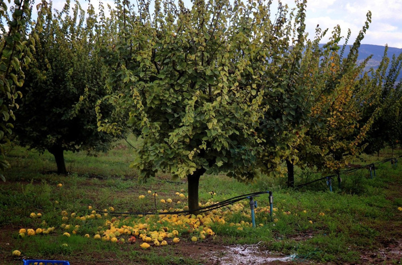 Ayvayı don vurdu! Tezgahtaki fiyatı 150 lirayı gördü - Resim: 4