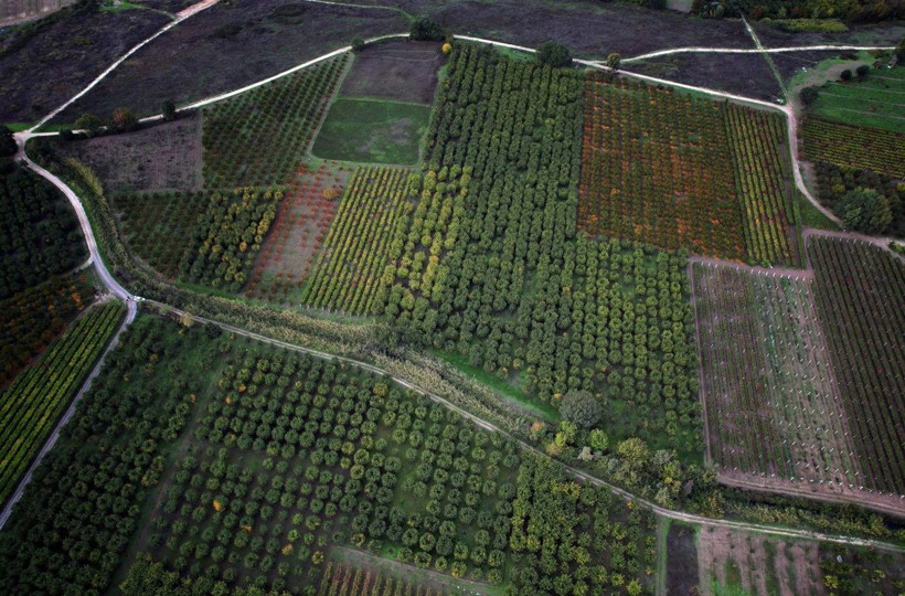 Ayvayı don vurdu! Tezgahtaki fiyatı 150 lirayı gördü - Resim: 7