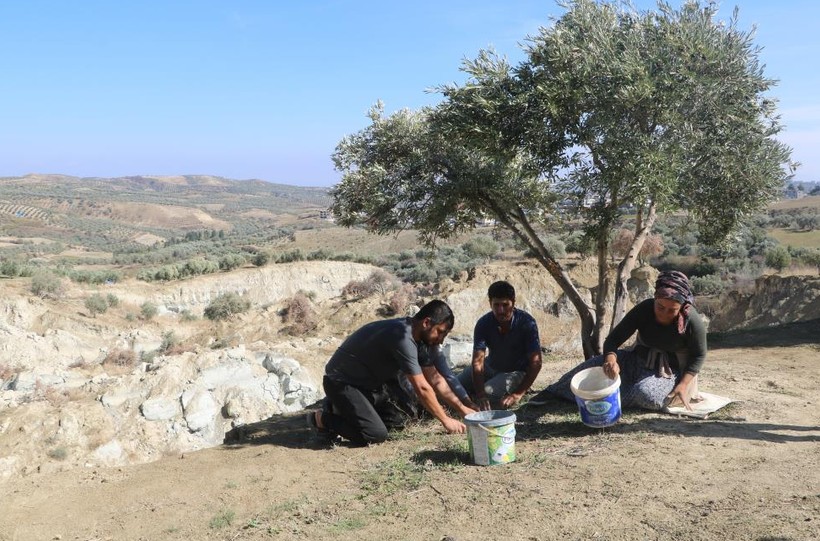 Hatay'da meydana gelen depremlerin ortadan ikiye ayırdığı zeytin bahçesinde 'tedirgin' hasat başladı - Resim : 4