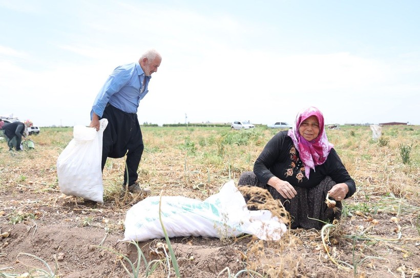 Hatay'da 80 dönümlük tarlasından istediği verimi alamayan çiftçi bedavaya dağıttı - Resim: 10