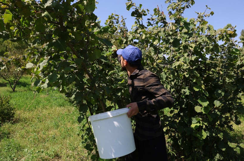 Karadeniz değil Adana: Torosların eteğinde fındık hasadı - Resim: 7
