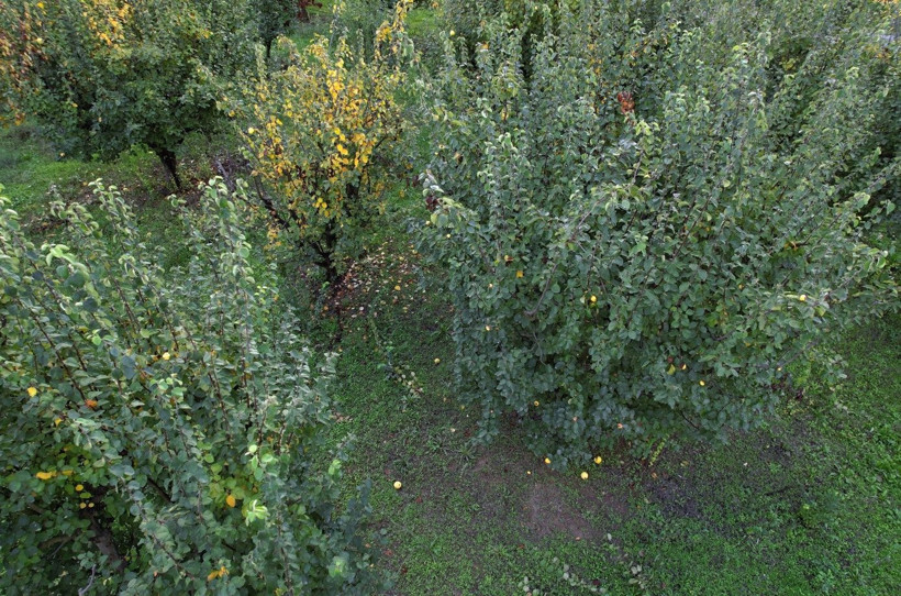 Ayvayı don vurdu! Tezgahtaki fiyatı 150 lirayı gördü - Resim: 6