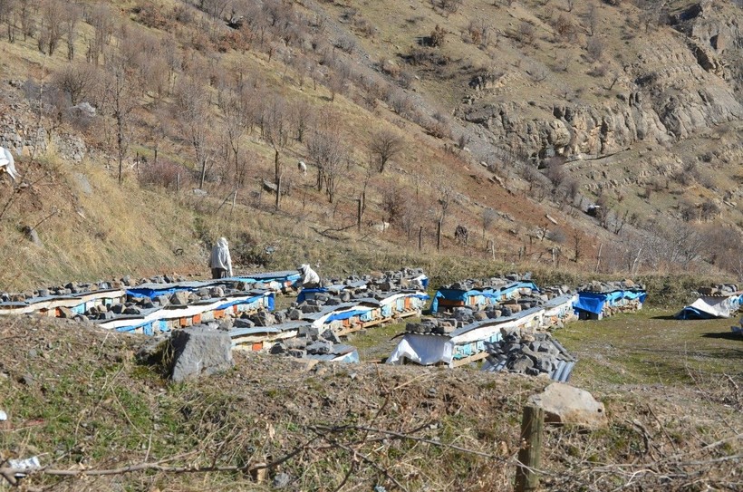 Bütün bunların sebebi kuraklık: Arıların normal şartlarda 5 ay yattığı kış uykusu 1 gün sürdü! - Resim: 5
