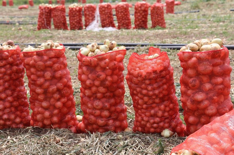 Markette 20-30 TL olan soğan tarlada ne kadar? - Resim: 6