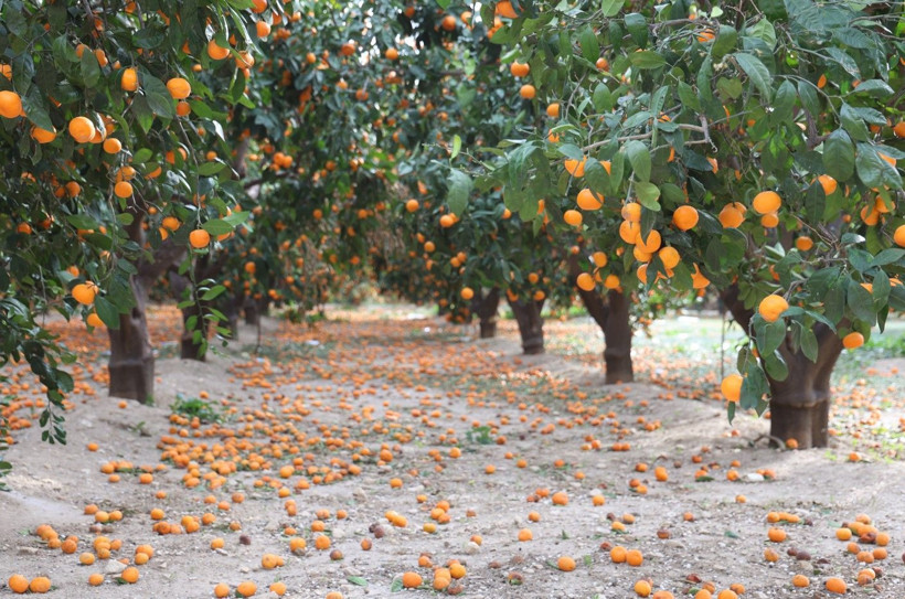 Çiftçi dalından bedavaya vermeye razı oldu! Mandalina bahçelerinde toprak turuncuya döndü - Resim: 3