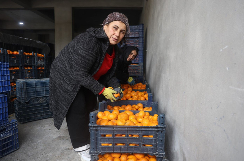 Çiftçi dalından bedavaya vermeye razı oldu! Mandalina bahçelerinde toprak turuncuya döndü - Resim: 5