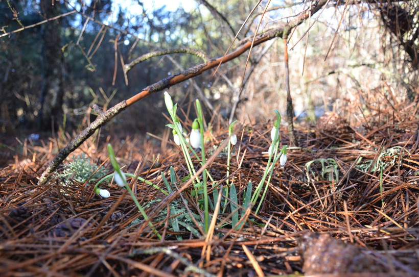 Koruma altındaki kardelenleri koparmanın cezası dudak uçuklatıyor - Resim: 3