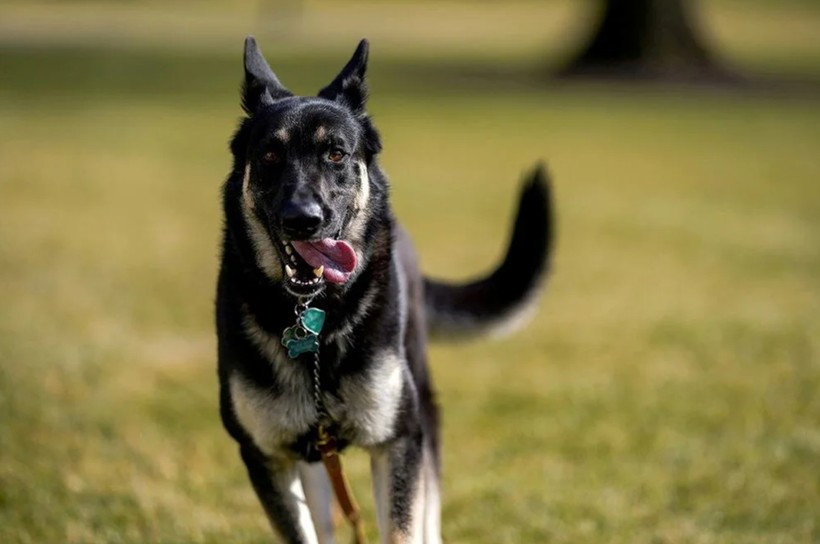 Beyaz Saray'da Biden'ın köpekleri krizi! - Resim: 16