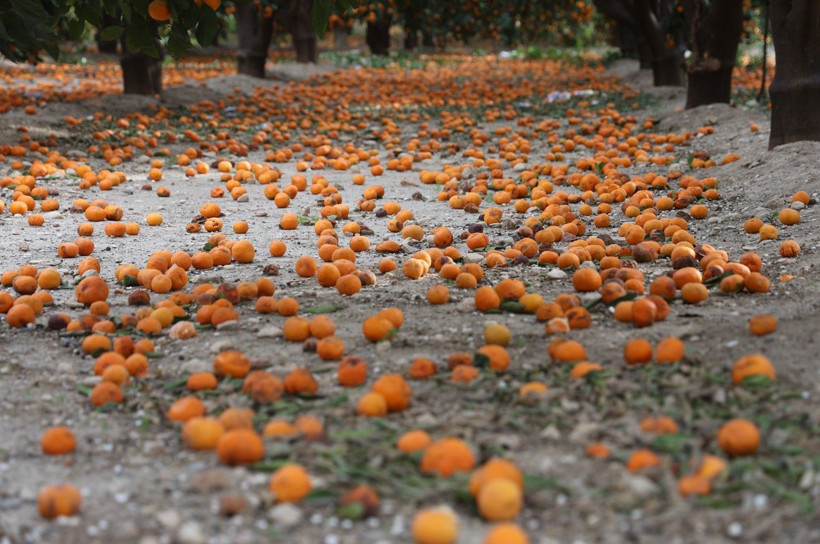 Çiftçi dalından bedavaya vermeye razı oldu! Mandalina bahçelerinde toprak turuncuya döndü - Resim: 2