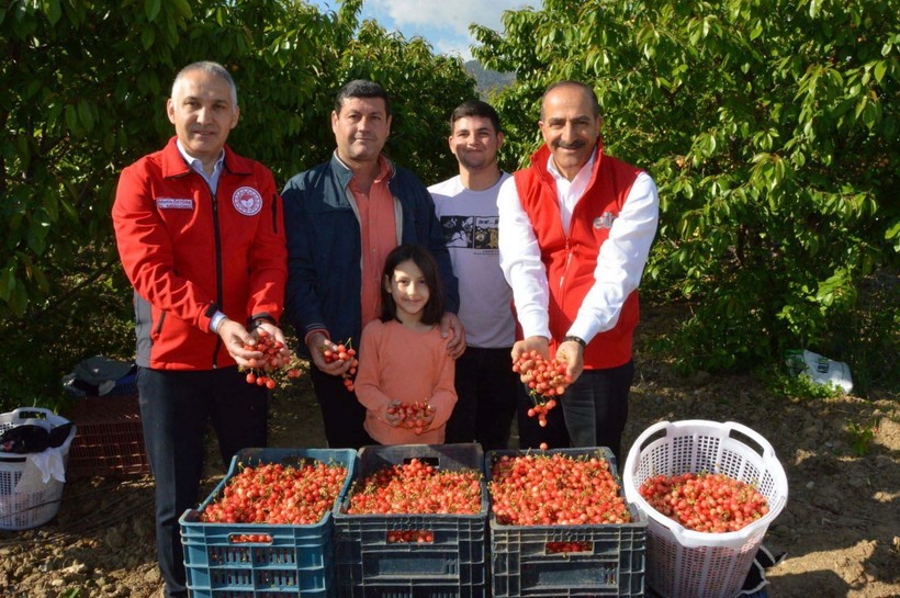 Manisa'da sezonun ilk kirazı çıktı! Erkenci kiraz açık artırmayla satıldı - Resim: 5