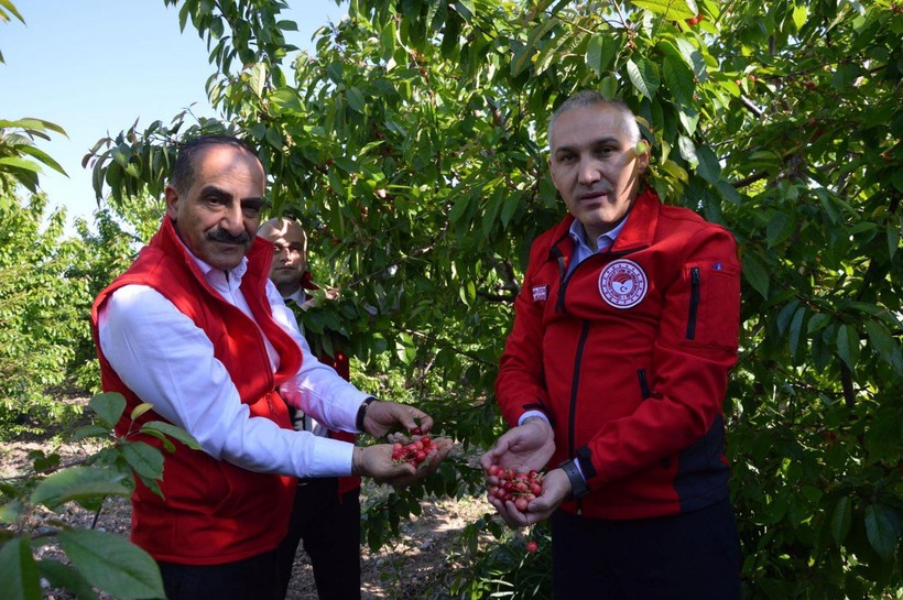 Manisa'da sezonun ilk kirazı çıktı! Erkenci kiraz açık artırmayla satıldı - Resim: 4