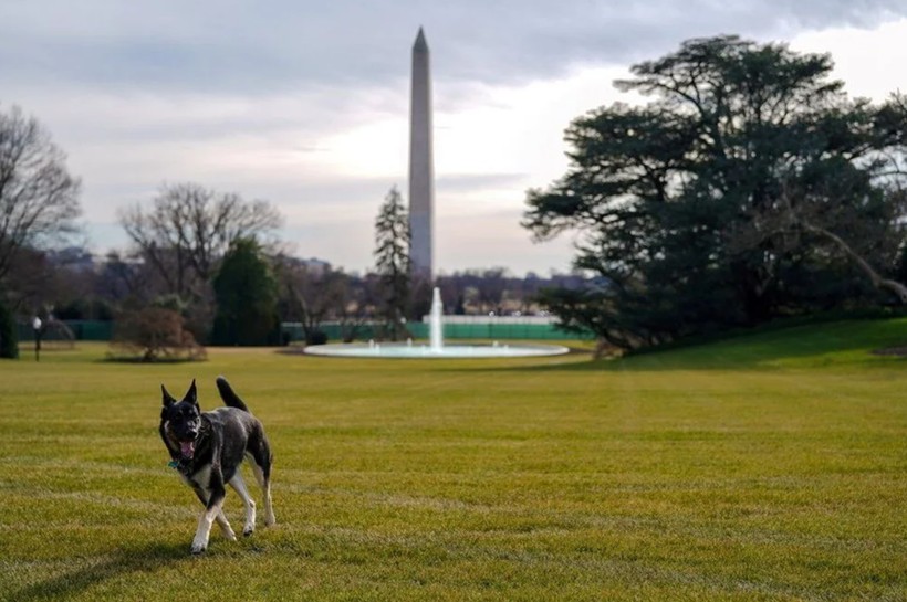 Beyaz Saray'da Biden'ın köpekleri krizi! - Resim: 6