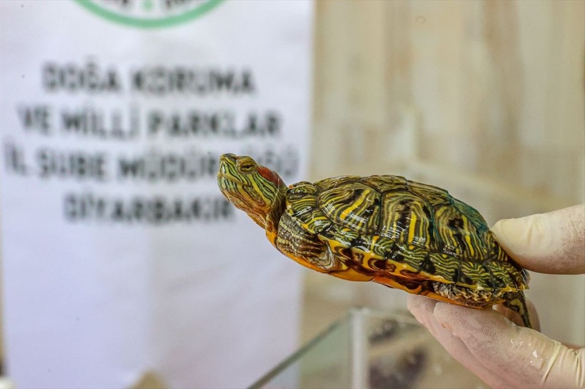 "İstilacı kaplumbağa" bırakıldığı sularda endemik türlerin varlığını tehdit ediyor - Resim: 8