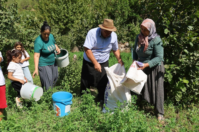Karadeniz değil Adana: Torosların eteğinde fındık hasadı - Resim: 10