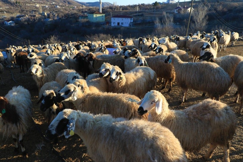 Aman dikkat: Sokakta kurban kesenlere ve kesim yerlerinde kurallara uymayanlara ceza yağacak! İşte dikkat edilmesi gerekenler - Resim: 3