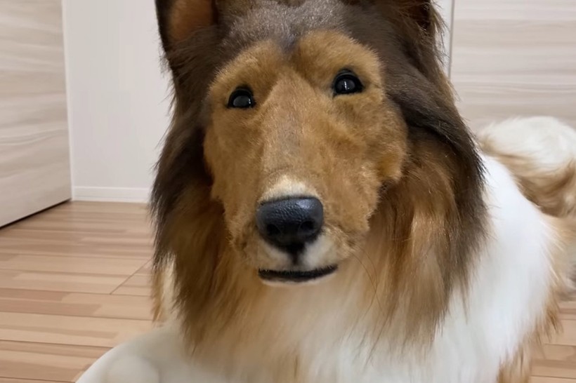 Köpek olmak için binlerce dolar harcadı! Bakın şimdi ne yapıyor... - Resim: 3