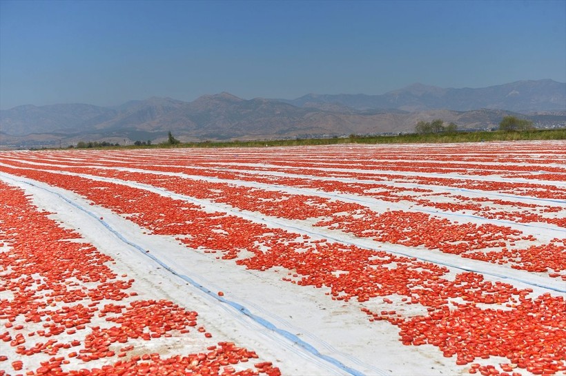 Kahramanmaraş'tan dünya ülkelerine kurutulmuş domates ihracatı - Resim: 6