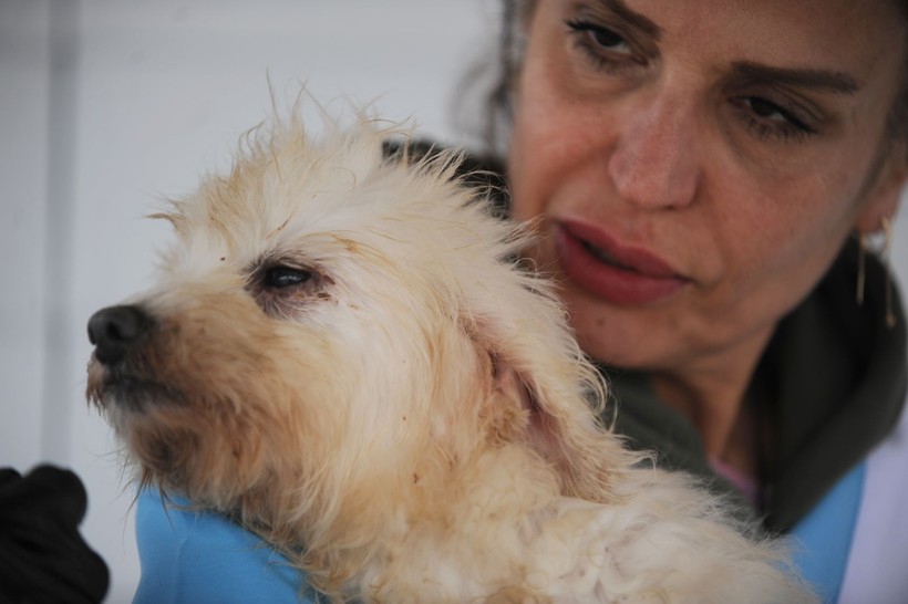 Kör ettiler, dişlerini söktüler! Merdiven altı köpek üretimine baskın - Resim: 8