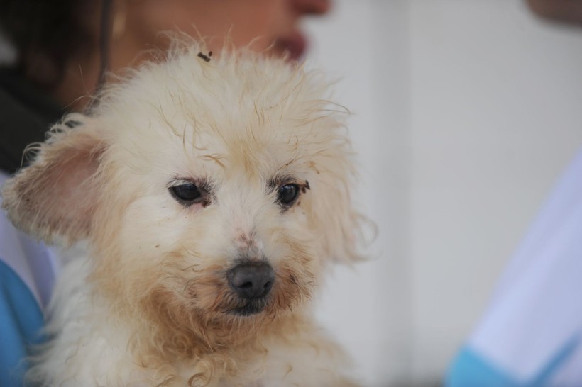 Kör ettiler, dişlerini söktüler! Merdiven altı köpek üretimine baskın - Resim: 9