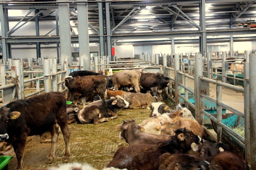 Kurban kesimi tebliği Resmi Gazete'de yayımlandı! Kaçak kesim yapmanın cezası belli oldu - Resim: 10