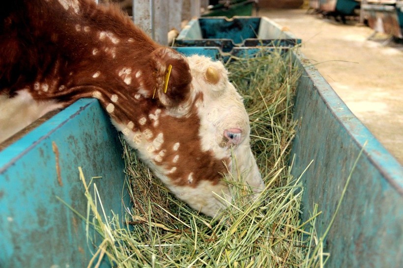 Kurban kesimi tebliği Resmi Gazete'de yayımlandı! Kaçak kesim yapmanın cezası belli oldu - Resim: 5