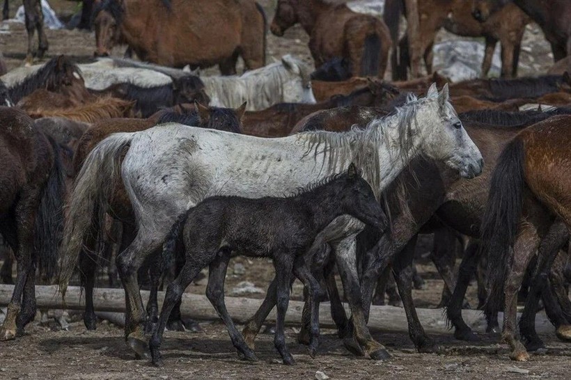 Erciyes'teki yılkı atları fotoğrafçıların gözdesi oldu - Resim: 11