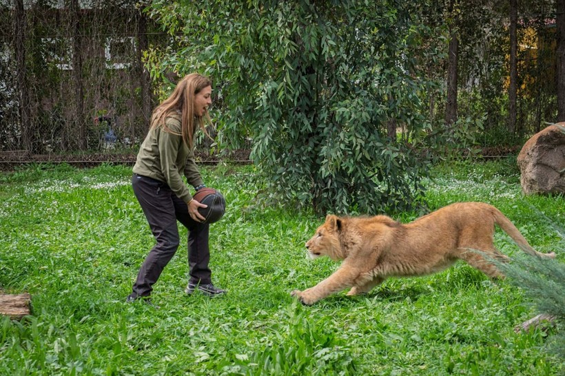 Aslan Pars başka bir aslan tarafından öldürüldü - Resim: 3