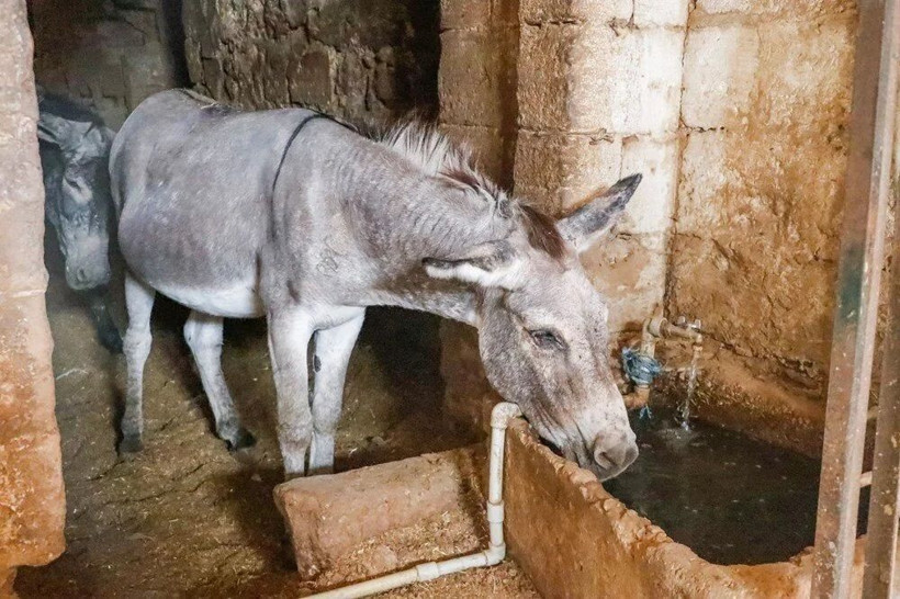 Mardin’de çöp taşıyan kadrolu eşekler emekli oluyor! Artık yerlerine elektrikli paletli araçlar gelecek - Resim: 8