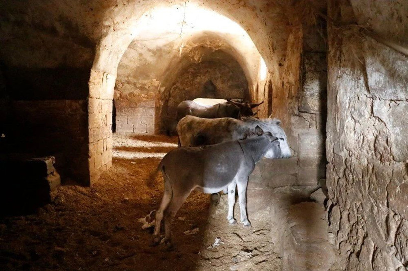 Mardin’de çöp taşıyan kadrolu eşekler emekli oluyor! Artık yerlerine elektrikli paletli araçlar gelecek - Resim: 7